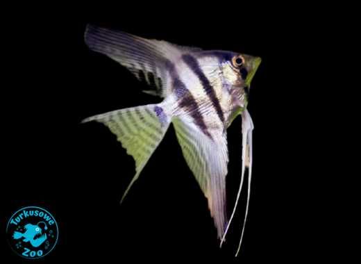 Rybka akwariowa SKALAR STANDARD, Sklep Akwarystyczny Turkusowe Zoo