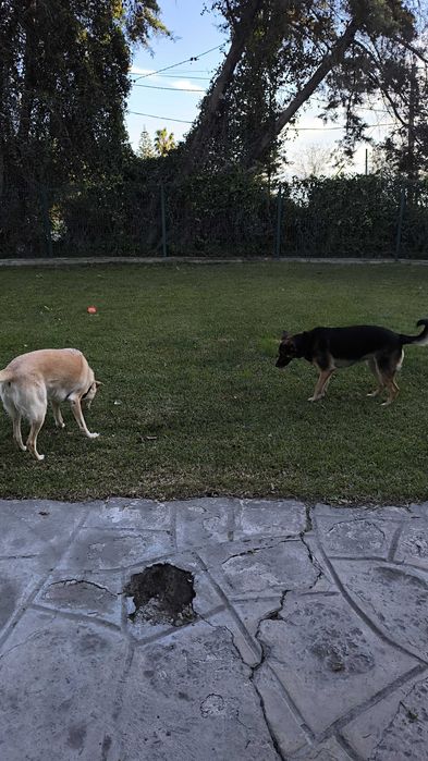 Pet Sitting a Domicílio