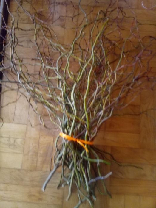 Gałązki wierzby mandżurskiej