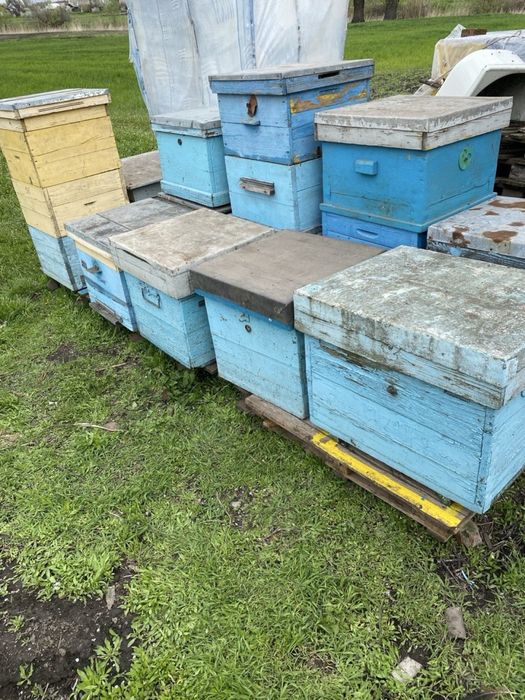 Продам вулики дадани 12 рамок