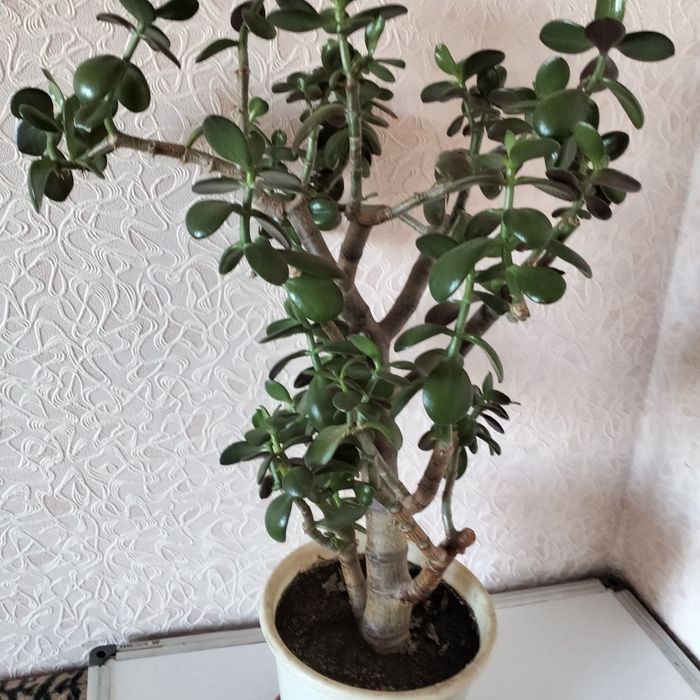 Денежное дерево Толстянка