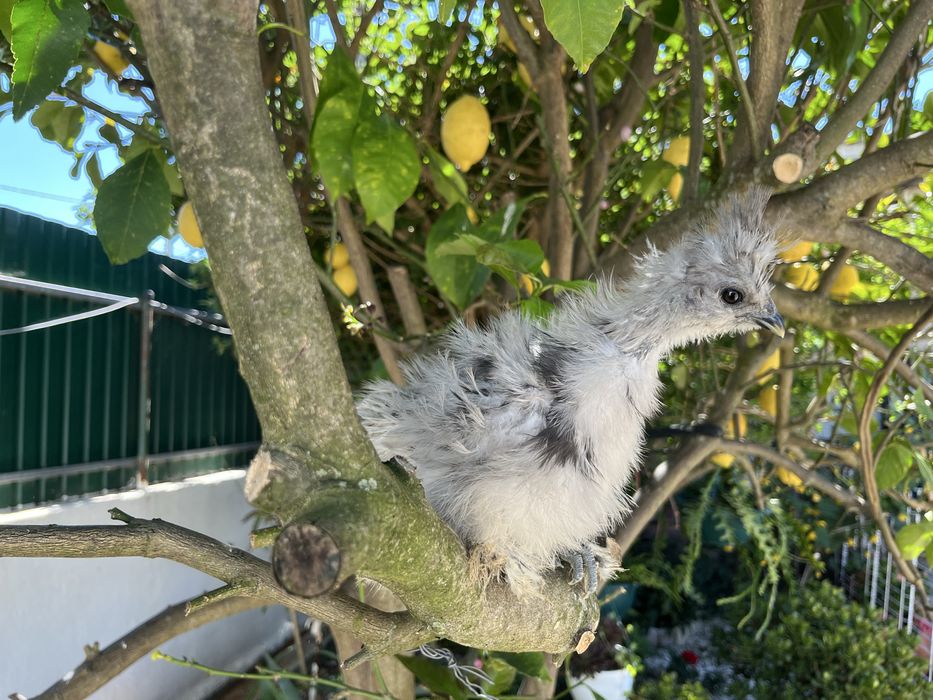 Pintos de Sedosas do Japão