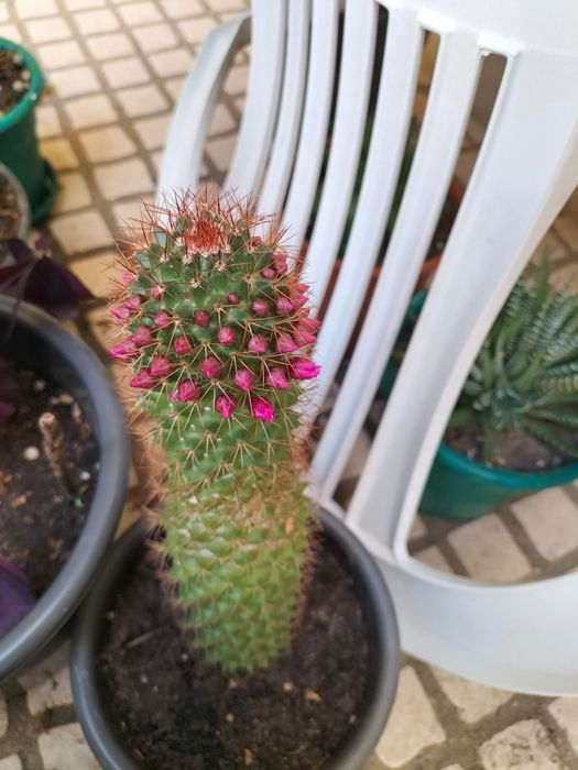 Plantas de exterior