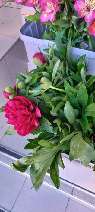 Пион, Тюльпан ПРЕМИУМ Класса