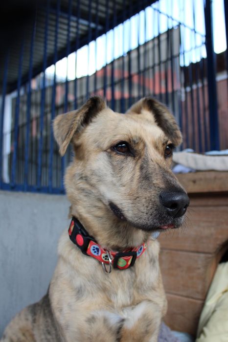 Nala - wyjątkowej urody, niewielka sunia, wróciła z adopcji!