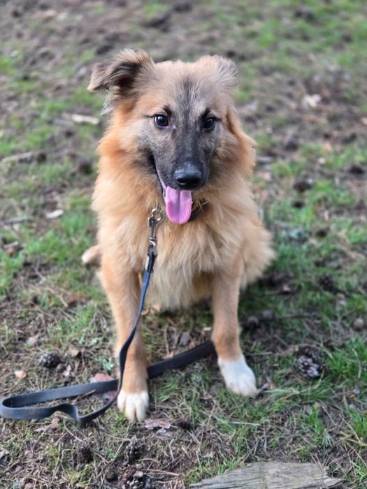 Отдам пса - компаньона, 8 месяцев