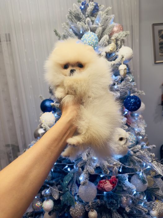 Міні дівчинка померанського шпіца