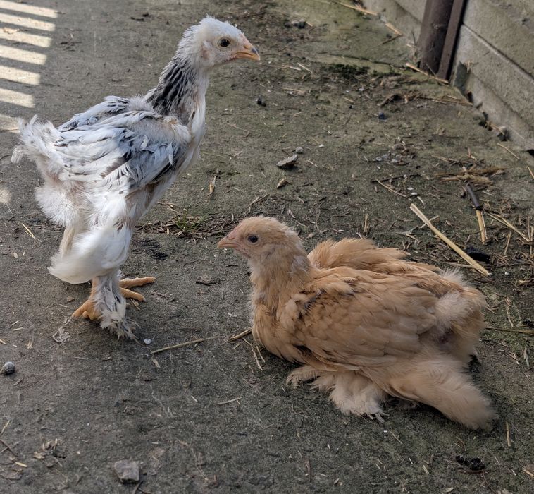 Brahma olbrzymia pisklaki