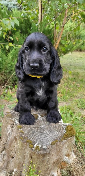 Cocker spaniel angielski gotowy do odbioru