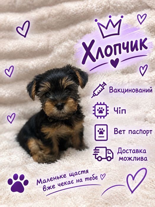 Йоркширский терʼєр.Чудові малюки