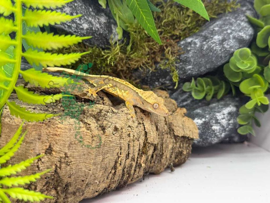 Gekon orzęsiony Gekony orzęsione Tczew