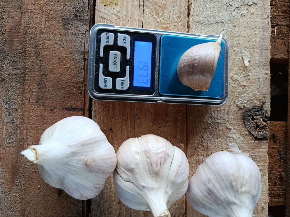 Продам часник сортів Москаль та Козак