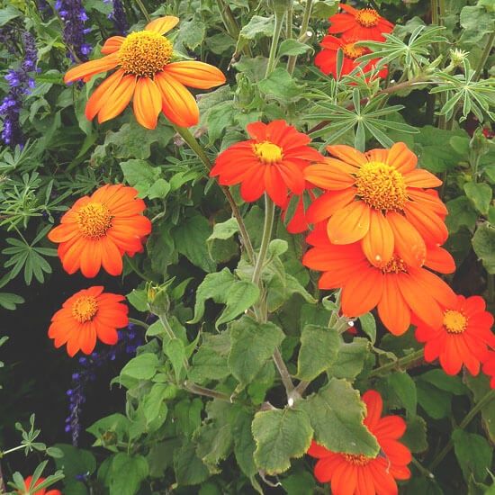 Тітонія,насіння.