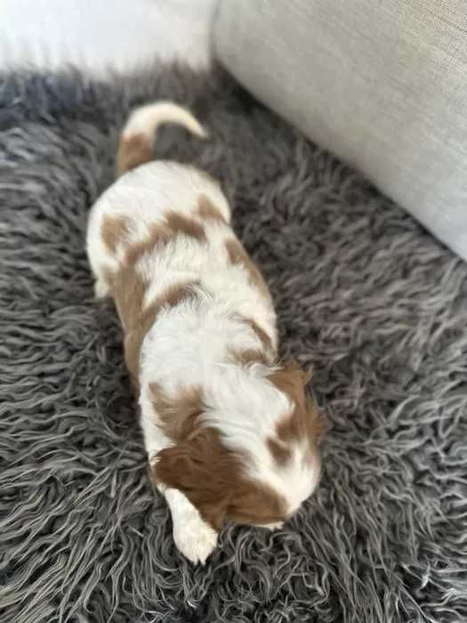 Cavalier King Charles