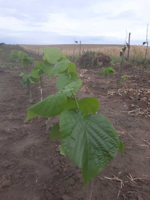 Ozdobne lipy miododajne dostepne wiele odmian  kwitna nawet w sierpniu