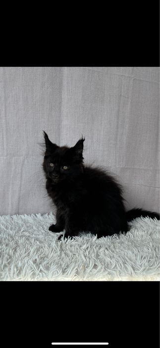 Maine Coon Piękna Czarna kotka