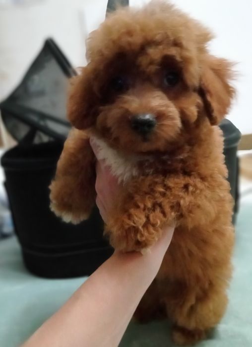 Яскравий малюк F2 Мальтіпу