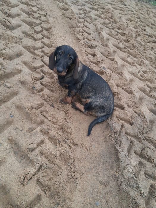 Jamnik szorstkowłosy standardowy