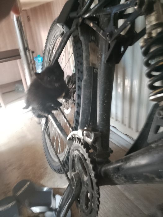 Кошенята,  дівчатка в хороші руки