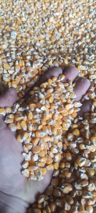 Kukurydza sucha typu grys