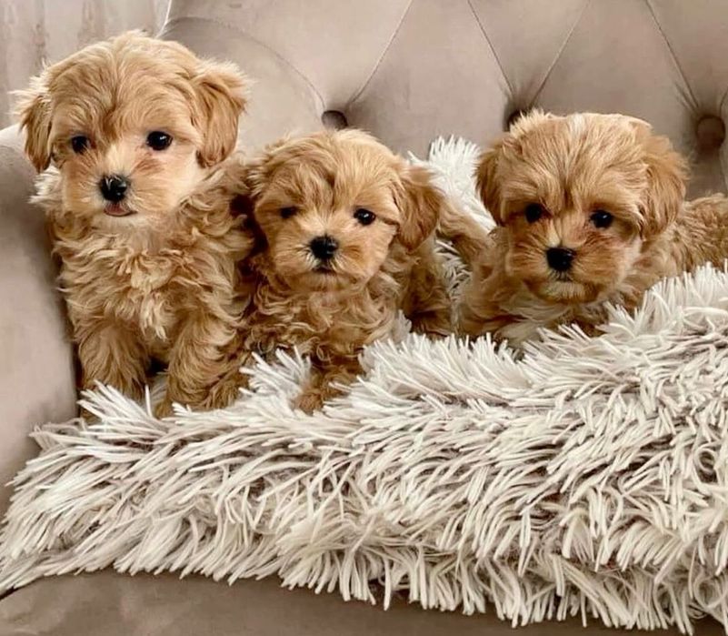 Мини и микро малыши Мальтипу F1