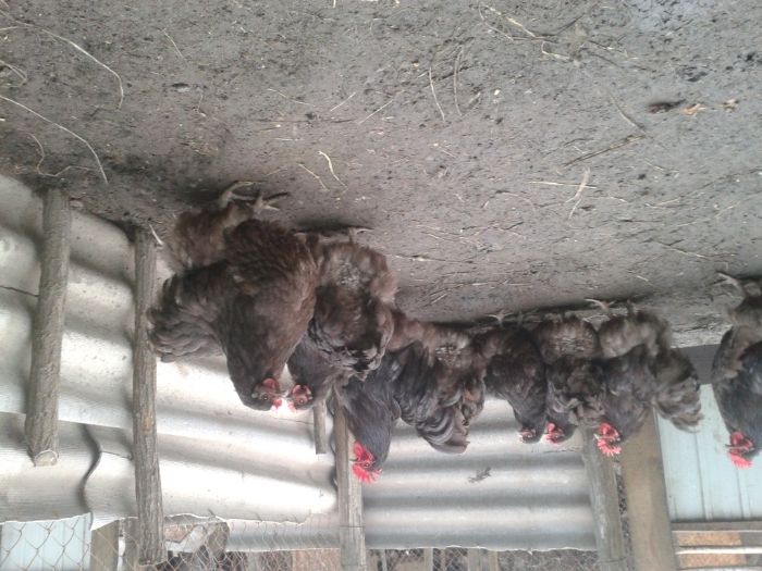 Инкубационное яйцо от кур породы Орпингтон Шоколадный, Шоколад