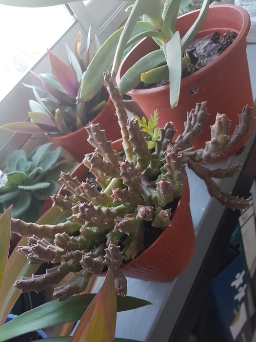 Plantas várias em vaso