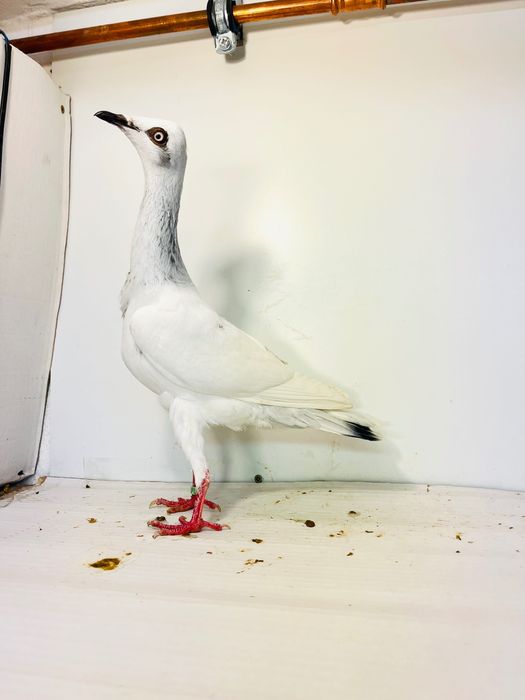 Samiec srebrniak wylot