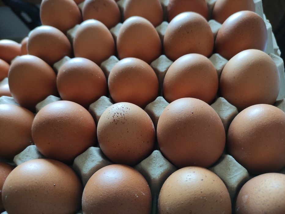 Cartões de 30 Ovos Frescos – 5€ e 6€