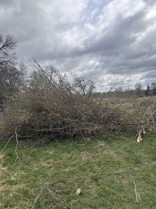 galezie drzewo za darmo