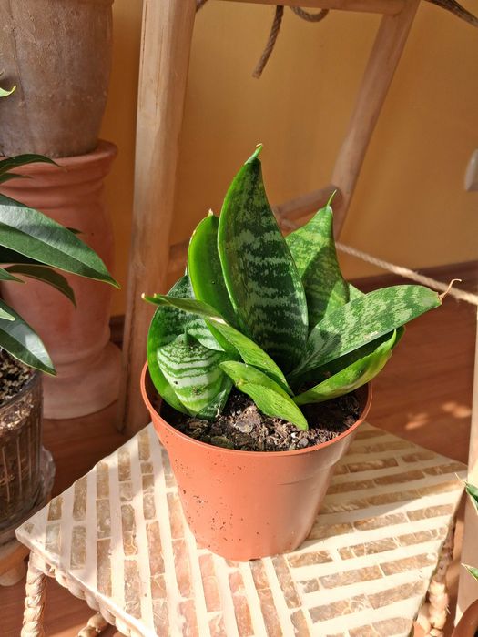 Sansevieria gwinejska