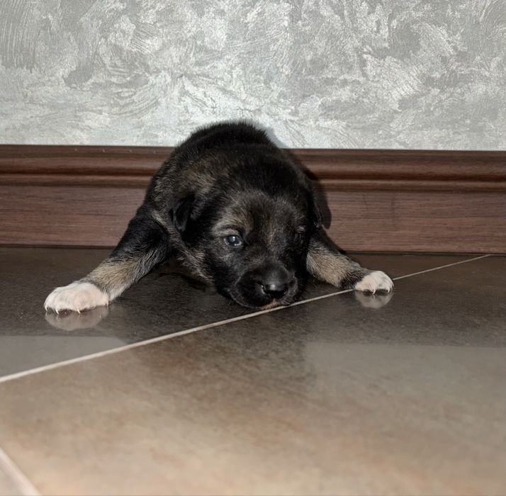 Віддам цуценят у добрі руки