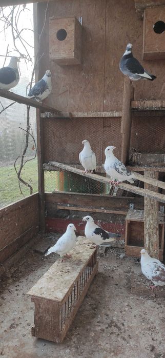 Gołębie Staropolskie