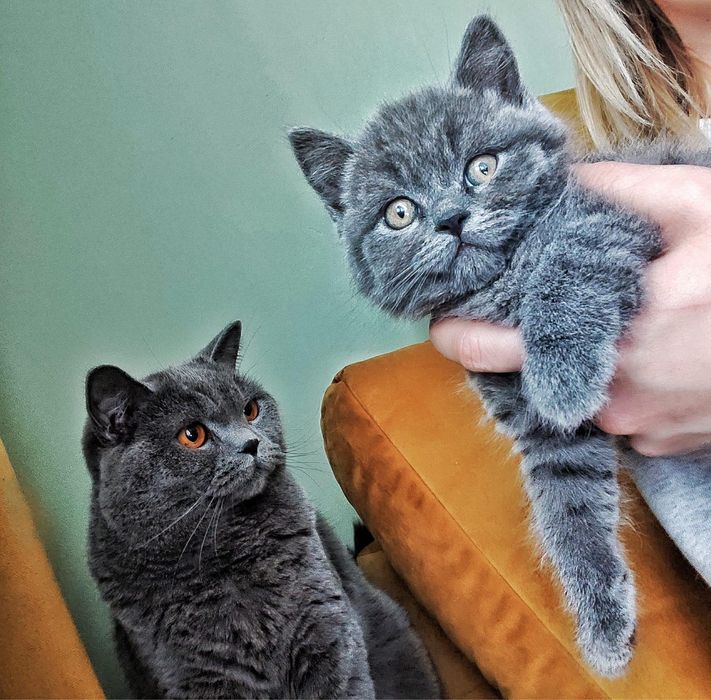 Kotka Brytyjczyk Shakira