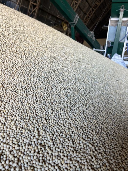 Соя Канзас, Вітбі, Махоні