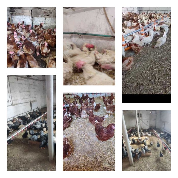 Продам кури несушки! Доставка безкоштовна. Слов'янськ!