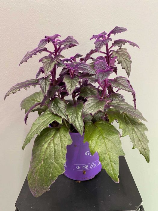 Ginura (fioletowa) Gynura