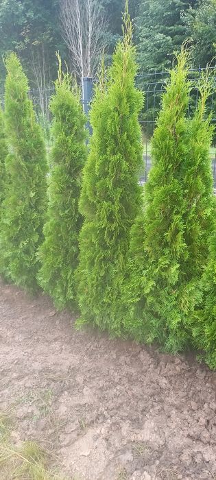 Tuje thuje Szmaragd brabant transport sadzenie hydrożelowe