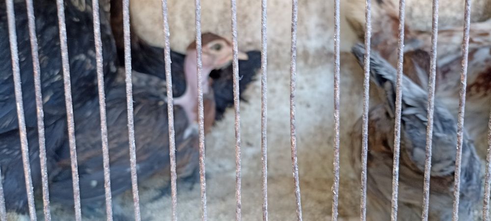 Coquichos, garnisés, galinhas da Índia, Casal Galinhas boas para Choca