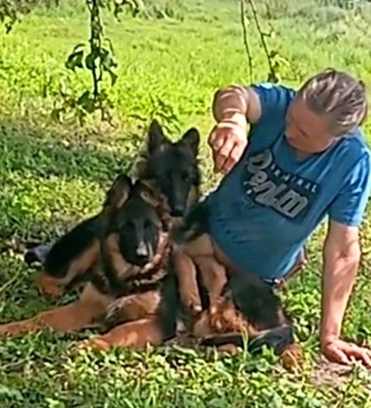 Щенки нем овчарки из питомника.