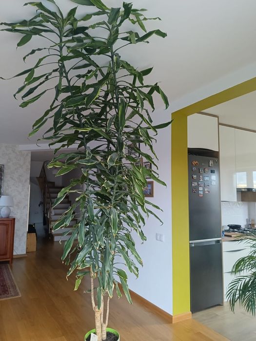 Dracena Golden Coast, wys.2,5m, duży, wysoki kwiat
