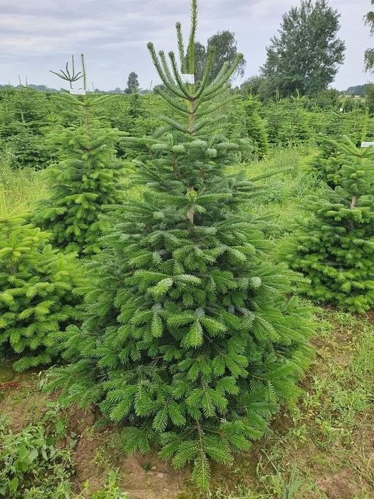 Jodła Kaukaska z Danii,Pomorza,świerk, Cięte oraz doniczkowe
