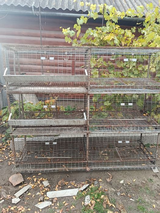Продам клетку для курнесушек