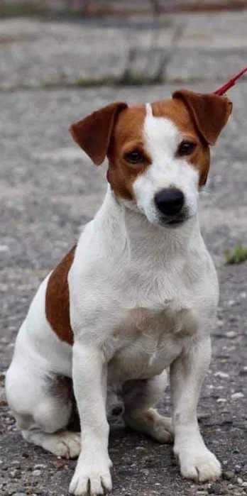 Jack Russel Terrier  pies, krycie