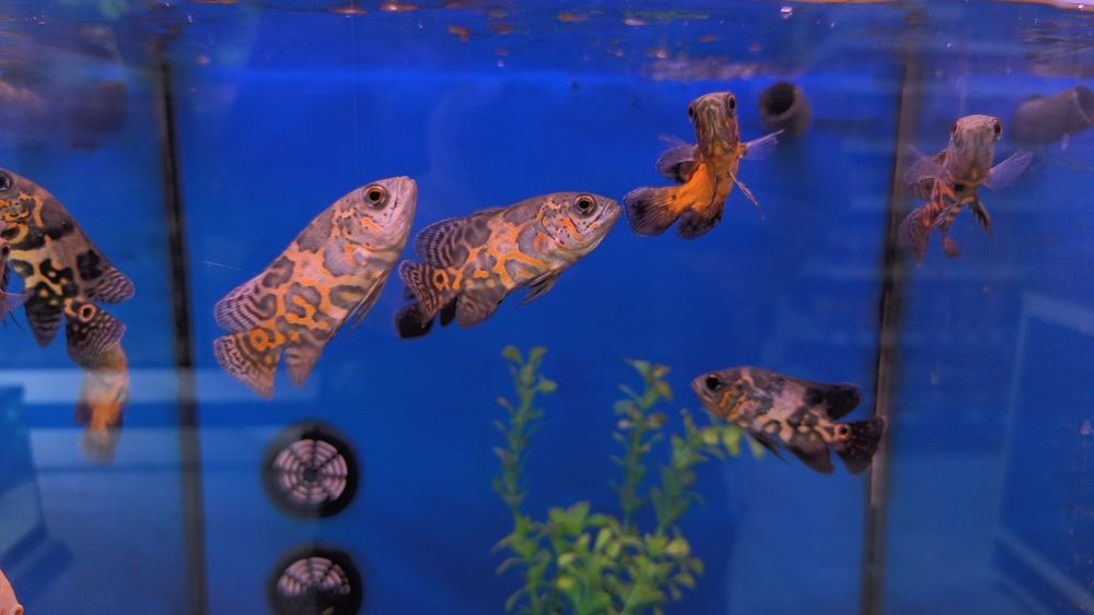 Óscares Sortidos TOP!