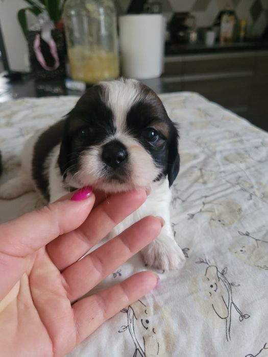 Szitzu śliczny piesek