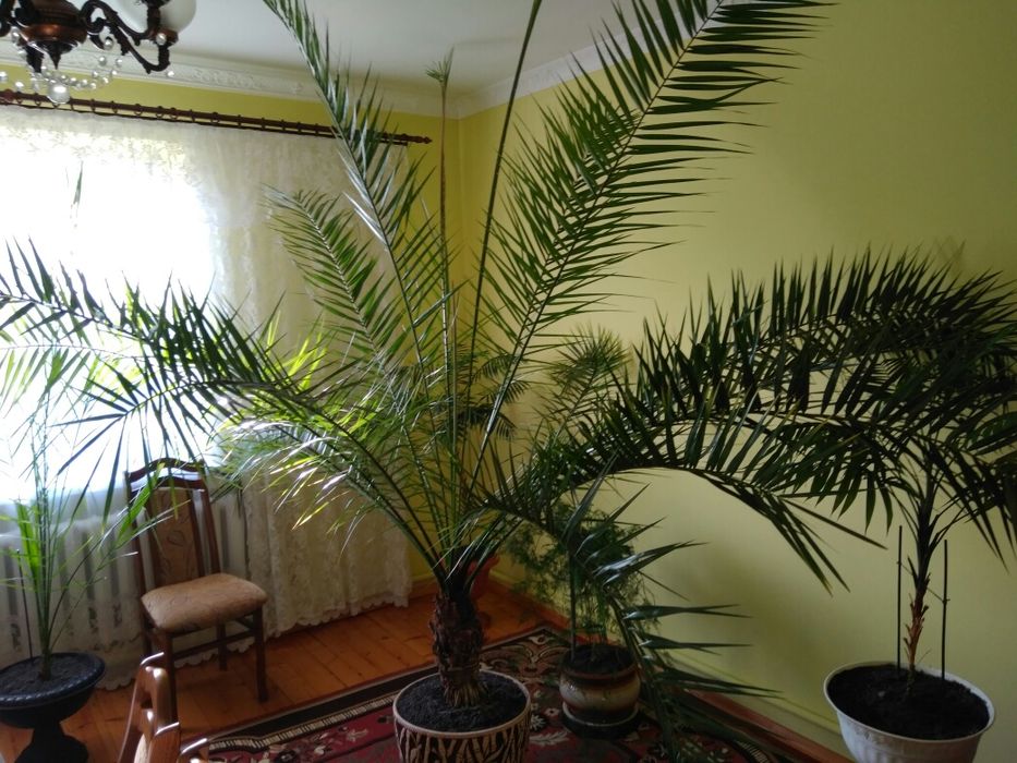 Продам ПАЛЬМУ фінікову,велику