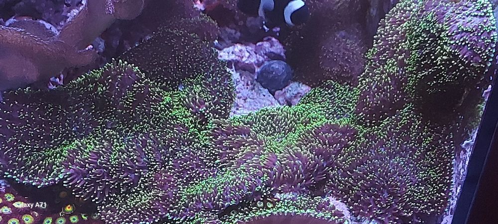 Diversos corais para venda