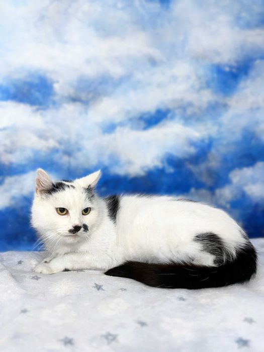 Zojka, dojrzała kotka marzy o ciepłym kąciku