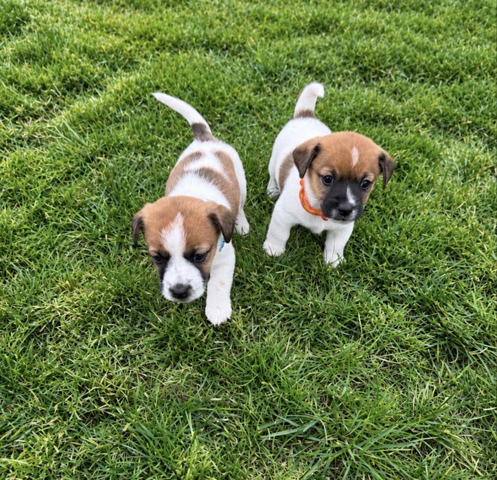 Jack Russell Terrier